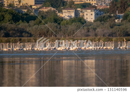 Flamingoes at dawn pastel colors in middle of water pond Biguglia in Corsica near Bastia Tall grasses on the background Flamingoes at dawn pastel colors in middle of water pond Biguglia in Corsica near Bastia Tall grasses on the background 131140596