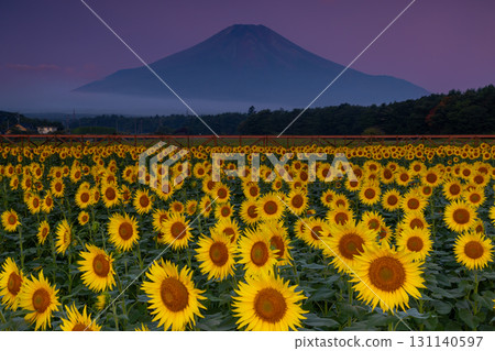 Sunflower fields in full bloom at Hana no Miyako Park in Yamanakako Village, Minamitsuru District, Yamanashi Prefecture, and the silhouette of Mount Fuji in the morning glow 131140597