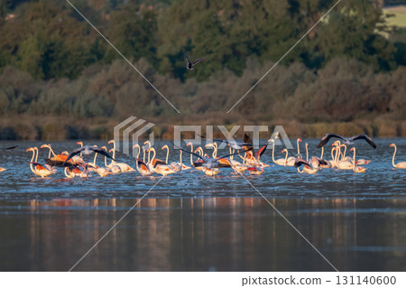 Flamingoes at dawn pastel colors in middle of water pond Biguglia in Corsica near Bastia Tall grasses on the background 131140600