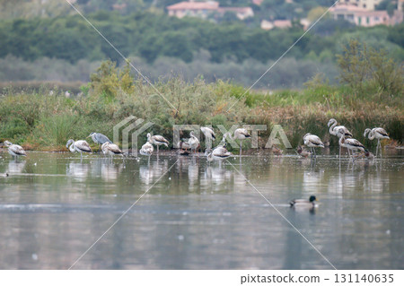 Young baby Flamingo pastel colors in middle of water pond Biguglia in Corsica near Bastia Tall grasses on the background 131140635