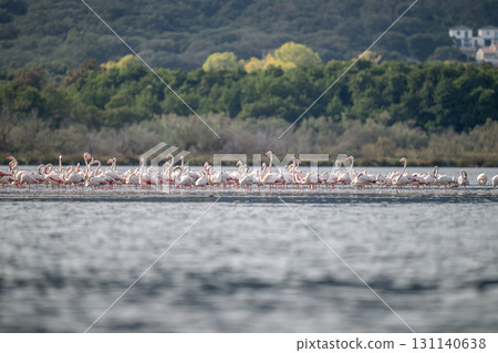 Flamingoes at dawn pastel colors in middle of water pond Biguglia in Corsica near Bastia Tall grasses on the background Flamingoes at dawn pastel colors in middle of water pond Biguglia in Corsica near Bastia Tall grasses on the background 131140638