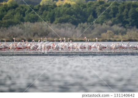 Flamingoes at dawn pastel colors in middle of water pond Biguglia in Corsica near Bastia Tall grasses on the background Flamingoes at dawn pastel colors in middle of water pond Biguglia in Corsica near Bastia Tall grasses on the background 131140642