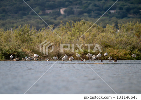 Young baby Flamingo pastel colors in middle of water pond Biguglia in Corsica near Bastia Tall grasses on the background 131140643