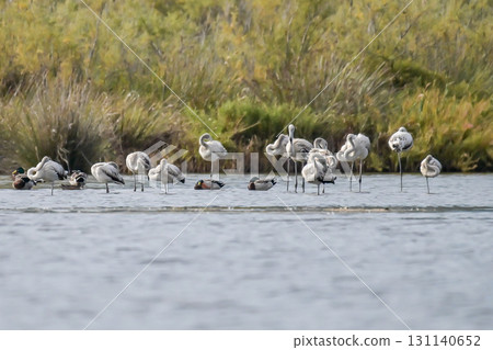 Young baby Flamingo pastel colors in middle of water pond Biguglia in Corsica near Bastia Tall grasses on the background 131140652