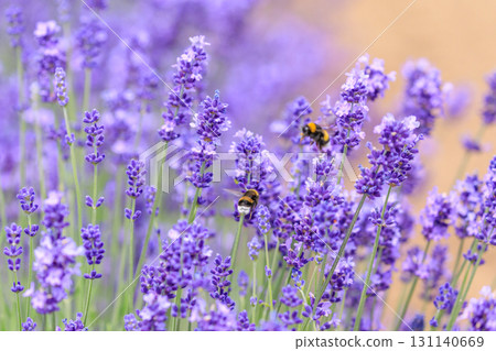 Minamikamifurano, Hokkaido: Summer lavender in full bloom and bees sucking nectar [July] 131140669