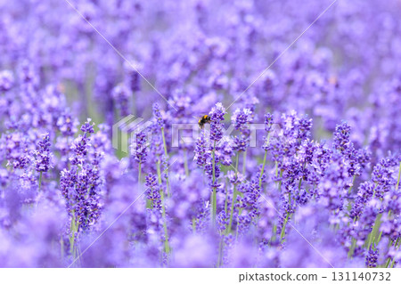 Lavender fields in full bloom, Kamifurano, Hokkaido [July] 131140732