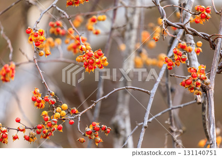 Red flesh of the citronellal fruit peeking out from Kamisunagawa, Hokkaido [November] 131140751