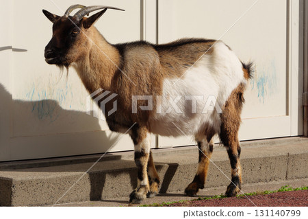 Tokara goat male Tokara goat male 131140799