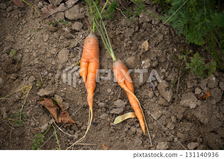 Freshly harvested organic carrots with vibrant green tops lying on rich soil in a garden setting 131140936
