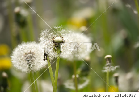 Close-Up of Dandelion Seed Heads in a Green Garden Setting 131140938