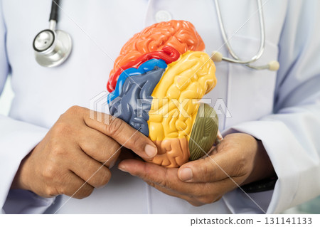 Asian doctor holding brain anatomy model for study diagnosis and treatment in hospital. 131141133