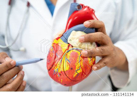 Cardiovascular disease CVD, Asian doctor holding human anatomy model for learn and treat heart disease. Cardiovascular disease CVD, Asian doctor holding human anatomy model for learn and treat heart disease. 131141134