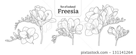 Freesia branches set, isolated on transparent background, Flower illustration in black outline and white plain hand-drawn style. 131141264
