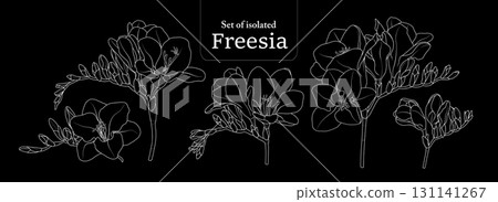 Freesia branches set, isolated on black background, Flower illustration in simple white outline, hand-drawn style. 131141267