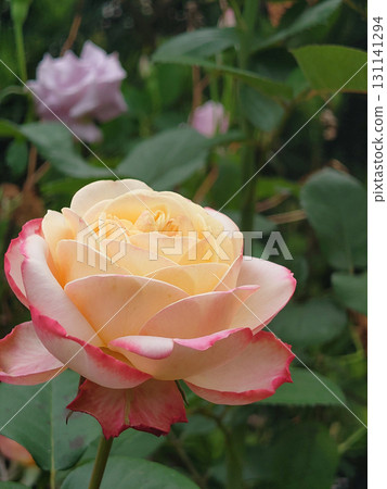 大朵黃色春玫瑰，花瓣紅色。 131141294