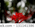 Cluster amaryllis 131141386
