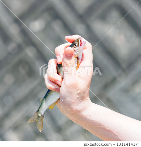 Experience nature by playing in the river and catching sweetfish (ayu river fish) [Summer vacation memories] 131141417
