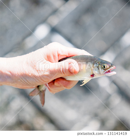 Experience nature by playing in the river and catching sweetfish (ayu river fish) [Summer vacation memories] 131141419