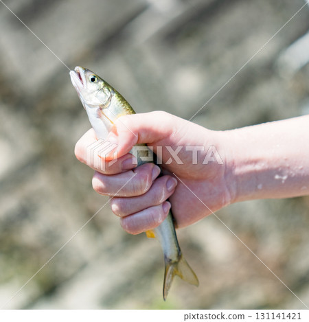 在河裡玩耍、捕捉香魚(香魚河魚)感受大自然【暑假回憶】 在河裡玩耍、捕捉香魚(香魚河魚)感受大自然【暑假回憶】 131141421