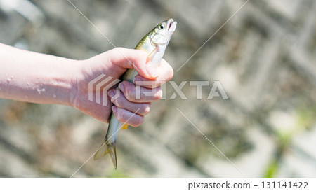 Experience nature by playing in the river and catching sweetfish (ayu river fish) [Summer vacation memories] 131141422