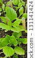 Young Aster seedlings with fresh green leaves growing in rows in garden soil, marked with wooden sticks, early stage of ornamental plants cultivation in horticulture. 131141424