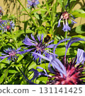 Flying bumblebee approaching Centaurea montana flower with vivid purple-blue petals in summer garden, dynamic closeup of pollination moment in natural daylight outdoor environment. 131141425