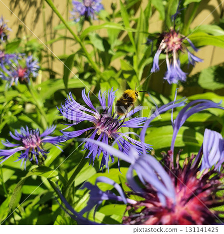 Flying bumblebee approaching Centaurea montana flower with vivid purple-blue petals in summer garden, dynamic closeup of pollination moment in natural daylight outdoor environment. Flying bumblebee approaching Centaurea montana flower with vivid purple-blue petals in summer garden, dynamic closeup of pollination moment in natural daylight outdoor environment. 131141425