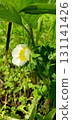 Close-up of Fragaria vesca flower with white petals and yellow center blooming among green foliage in sunlight, symbol of spring garden season and beginning of strawberry growth. 131141426