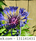Closeup of Centaurea montana flower in full bloom with vivid purple-blue petals and dark center, captured in summer sunlight against green foliage and wooden background outdoors. 131141431