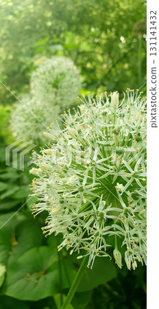 White Allium ornamental flower head in full bloom, spherical cluster of small star-shaped blossoms captured closeup in summer garden with soft green foliage background. White Allium ornamental flower head in full bloom, spherical cluster of small star-shaped blossoms captured closeup in summer garden with soft green foliage background. 131141432