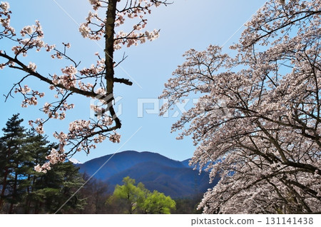 Cherry blossoms in full bloom Somei Yoshino 131141438