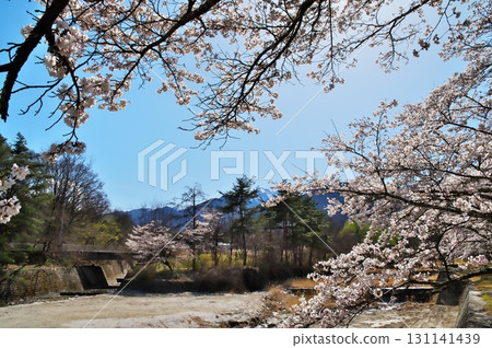 Cherry blossoms in full bloom Somei Yoshino 131141439