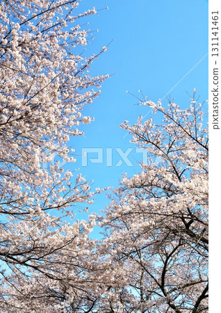 Cherry blossoms in full bloom Somei Yoshino 131141461