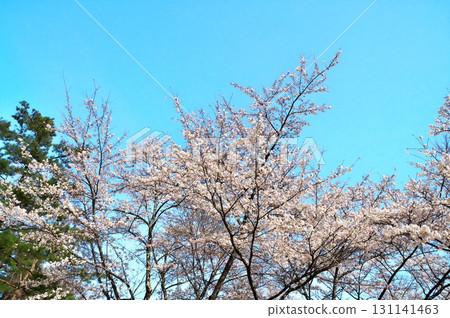 Cherry blossoms in full bloom Somei Yoshino 131141463