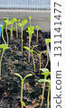 Closeup of seedlings growing in soil, delicate green stems and leaves reaching upward in natural light, detailed view of early plant development indoors in container. 131141477