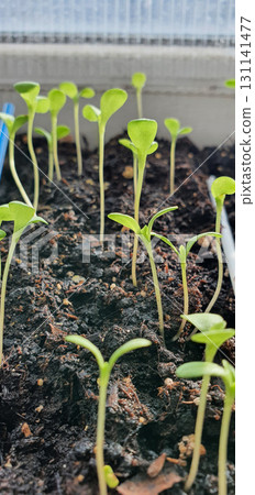Closeup of seedlings growing in soil, delicate green stems and leaves reaching upward in natural light, detailed view of early plant development indoors in container. Closeup of seedlings growing in soil, delicate green stems and leaves reaching upward in natural light, detailed view of early plant development indoors in container. 131141477
