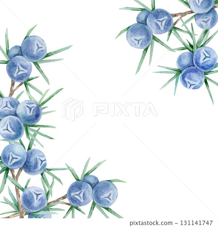 Corner frame of blue juniper berries with green spiky leaves in watercolor clipart, hand drawn botanical element ideal for greeting cards, invitations, wrapping paper, product labels and stationery. Corner frame of blue juniper berries with green spiky leaves in watercolor clipart, hand drawn botanical element ideal for greeting cards, invitations, wrapping paper, product labels and stationery. 131141747