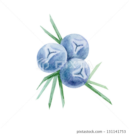 Blue juniper berries with star-shaped ends and green leaves in watercolor illustration, hand drawn botanical clipart for kitchen art, fabric prints, wrapping paper, recipe cards and herbal packaging. 131141753