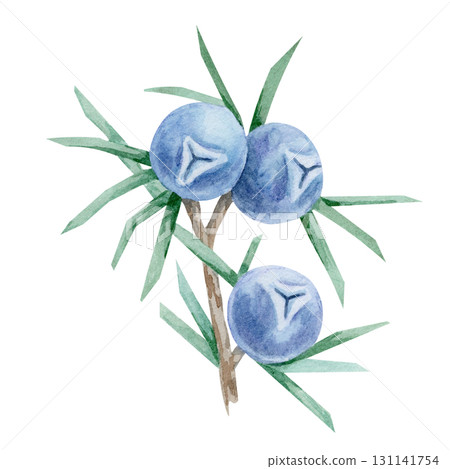 Branch with blue juniper berries and pointed green leaves in watercolor illustration, hand drawn botanical clipart for use in textile prints, product labels, recipe cards, wrapping paper and crafts. Branch with blue juniper berries and pointed green leaves in watercolor illustration, hand drawn botanical clipart for use in textile prints, product labels, recipe cards, wrapping paper and crafts. 131141754