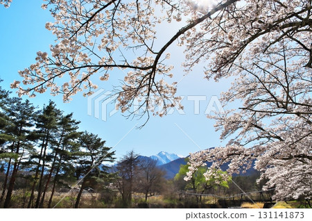 Cherry blossoms in full bloom on Mt. Komagatake Cherry blossoms in full bloom on Mt. Komagatake 131141873