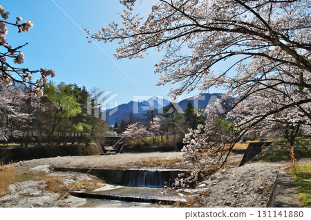 Cherry blossoms in full bloom on Mt. Komagatake 131141880
