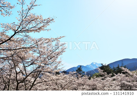 Cherry blossoms in full bloom on Mt. Komagatake Cherry blossoms in full bloom on Mt. Komagatake 131141910