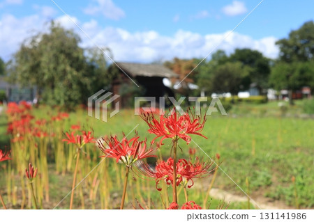A landscape of an old hut and blooming red spider lilies on a sunny September day A landscape of an old hut and blooming red spider lilies on a sunny September day 131141986