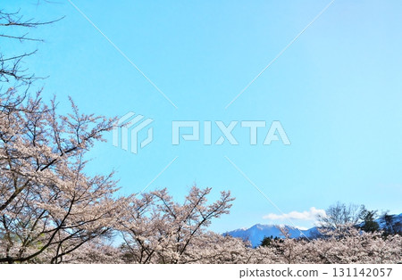 Cherry blossoms in full bloom Jizo-dake Obelisk 131142057
