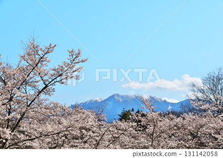 Cherry blossoms in full bloom Jizo-dake Obelisk 131142058