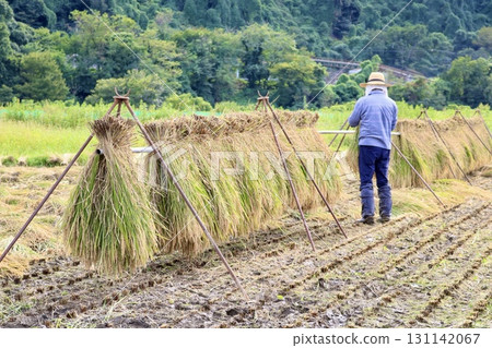 Men who harvest rice 131142067