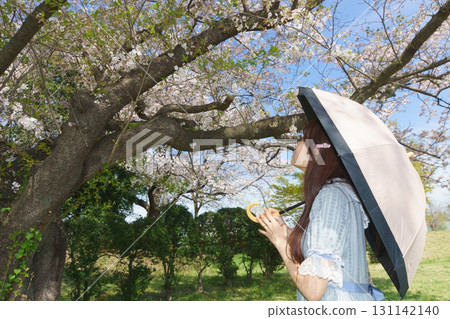 A middle-aged Japanese woman surrounded by cherry blossoms in full bloom 131142140
