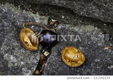 Horse chestnut Horse chestnut 131142235