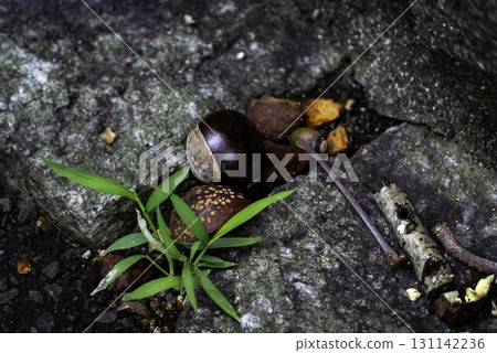 Horse chestnut Horse chestnut 131142236