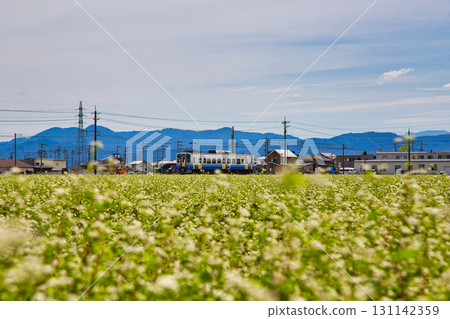 Echizen Railway running through buckwheat fields 131142359